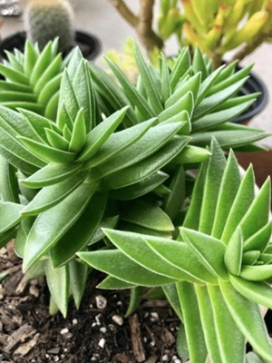 Crassula Sharks Tooth